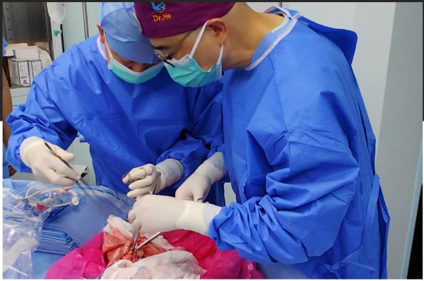 Lần đầu tiên phổi heo được cấy ghép thành công cho người Lần đầu tiên phổi heo được cấy ghép thành công cho người