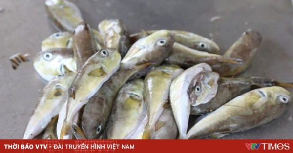 Ngộ độc cá nóc – hồi chuông cảnh báo từ cái chết thương tâm