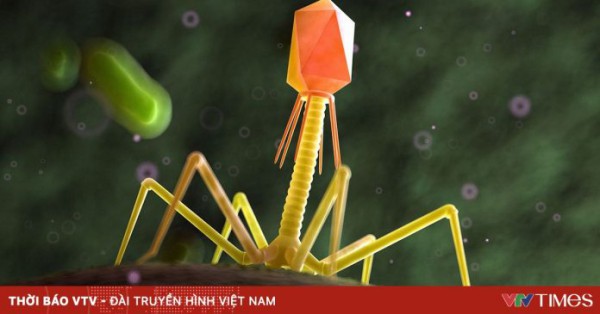 Phát triển thành công miếng dán chứa virus diệt tới 99,9% vi khuẩn gây bệnh trong thực phẩm