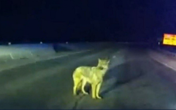 Chú chó thông minh dẫn cảnh sát đến “cứu sống chủ nhân” gặp tai nạn xe