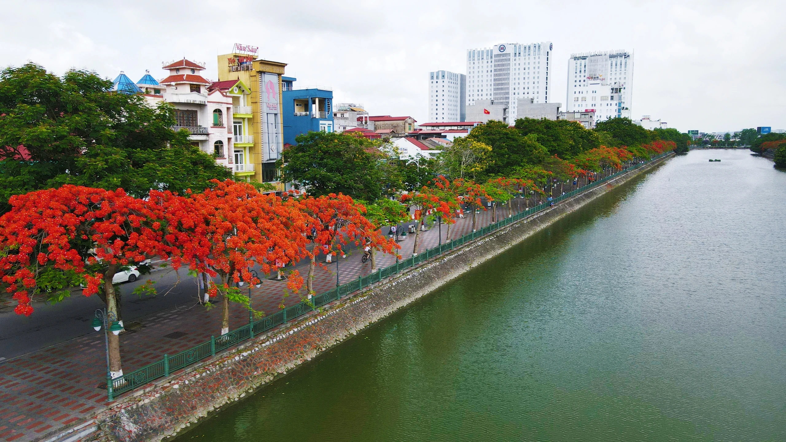 Hải Phòng rực cháy sắc đỏ hoa phượng, tím biếc hoa bằng lăng