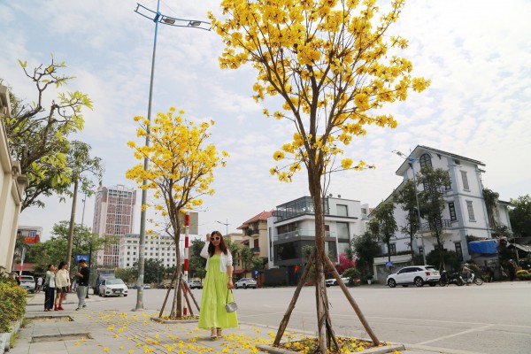Hoa phong linh nhuộm vàng đường phố bên vịnh Hạ Long