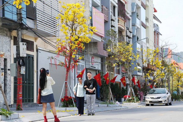 Hoa phong linh nhuộm vàng đường phố bên vịnh Hạ Long