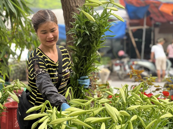 Mùa hoa loa kèn ở Hà Nội