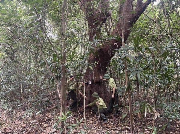 Quảng Ninh: Lấy điểm nhấn cây di sản để Phát triển du lịch Bái Tử Long