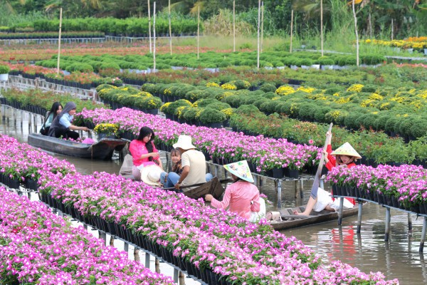 Biến vườn hoa kiểng thành điểm check-in, nông dân Sa Đéc thu tiền triệu mỗi ngày