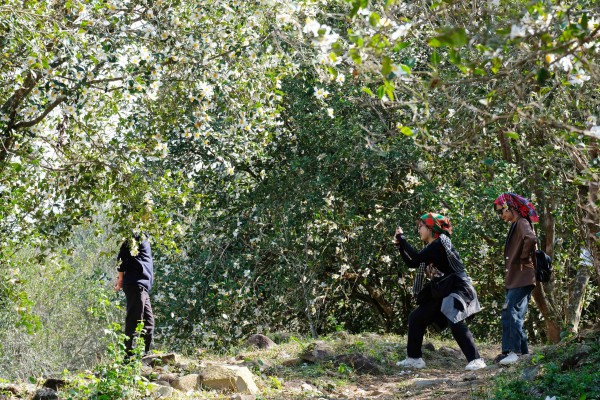 Bình Liêu mùa hoa sở gọi bước du khách