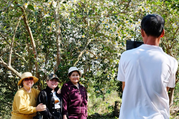 Bình Liêu mùa hoa sở gọi bước du khách