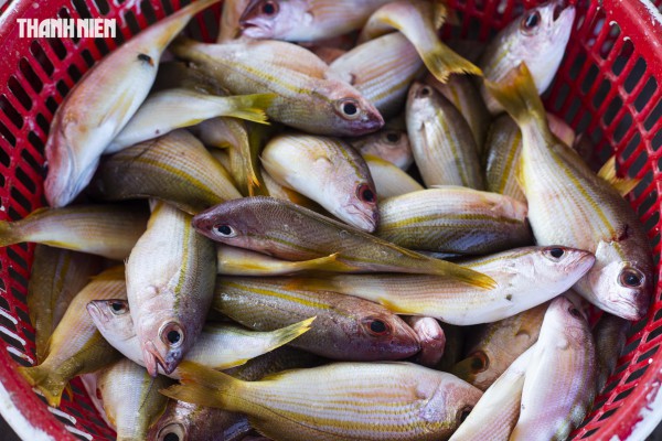 Chợ cá Cửa Tùng tấp nập du khách 