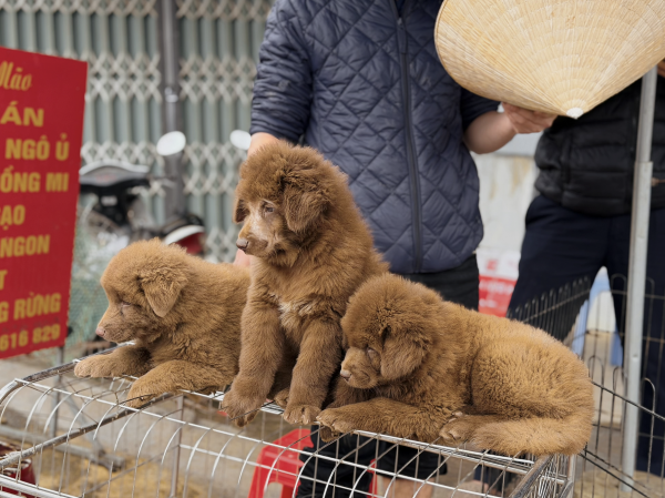 Chợ chó Bắc Hà tấp nập trong mưa rét