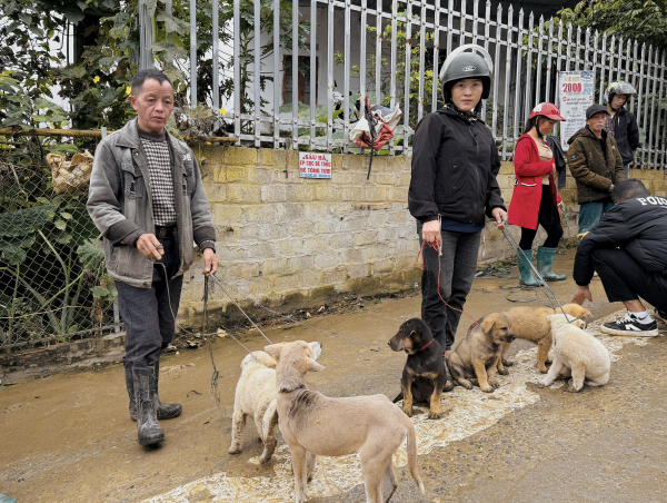 Chợ chó Bắc Hà tấp nập trong mưa rét