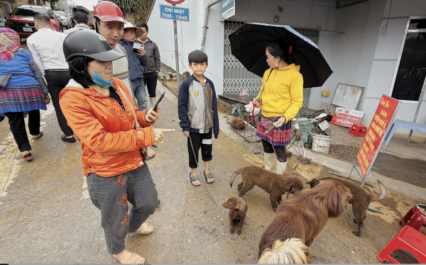Chợ chó Bắc Hà tấp nập trong mưa rét