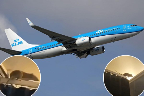 Chuột khổng lồ gây sợ hãi trên chuyến bay