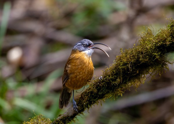 Hành trình gian nan săn chim quý hiếm trên đỉnh Fansipan