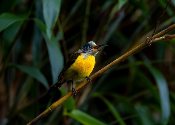 Hành trình gian nan săn chim quý hiếm trên đỉnh Fansipan