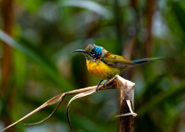 Hành trình gian nan săn chim quý hiếm trên đỉnh Fansipan