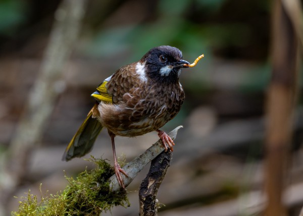 Hành trình gian nan săn chim quý hiếm trên đỉnh Fansipan