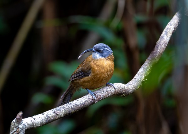 Hành trình gian nan săn chim quý hiếm trên đỉnh Fansipan