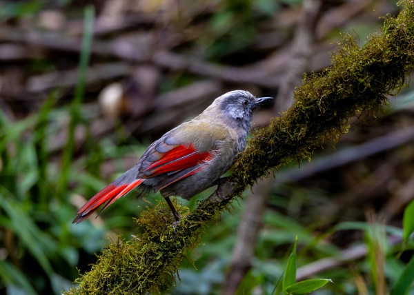 Hành trình gian nan săn chim quý hiếm trên đỉnh Fansipan
