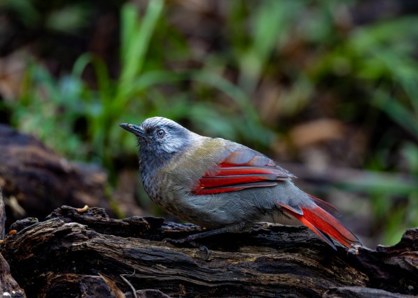 Hành trình gian nan săn chim quý hiếm trên đỉnh Fansipan