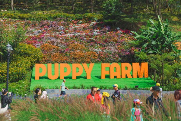 Hè 2024 Puppy Farm Đà Lạt có gì hấp dẫn?