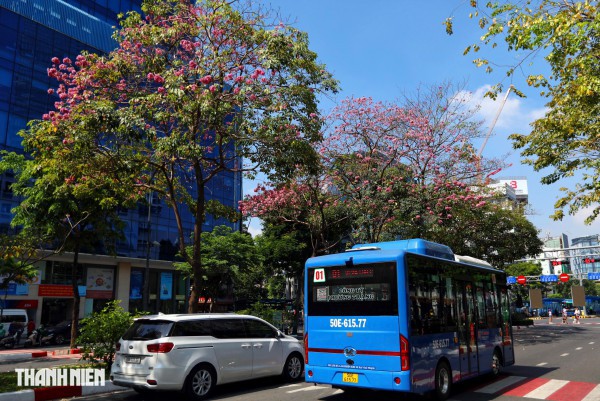 Hoa kèn hồng nở rộ giữa trung tâm TP.HCM, nhuộm hồng đường Hàm Nghi