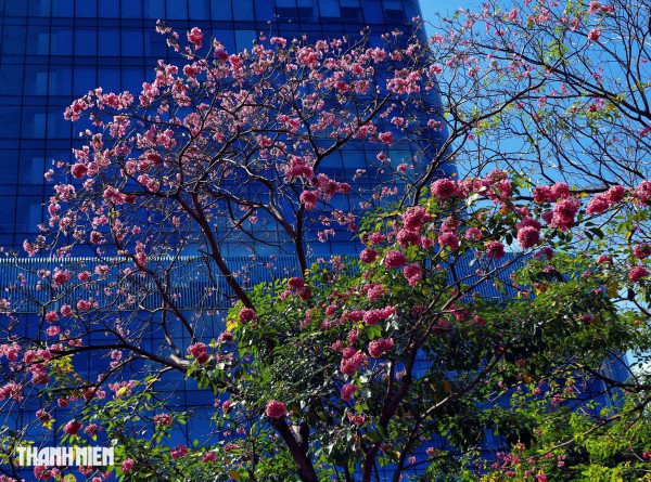 Hoa kèn hồng nở rộ giữa trung tâm TP.HCM, nhuộm hồng đường Hàm Nghi