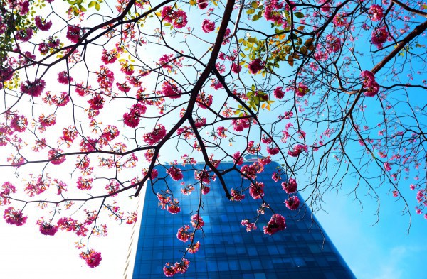 Hoa kèn hồng nở rộ giữa trung tâm TP.HCM, nhuộm hồng đường Hàm Nghi