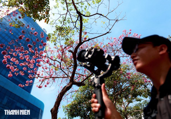 Hoa kèn hồng nở rộ giữa trung tâm TP.HCM, nhuộm hồng đường Hàm Nghi