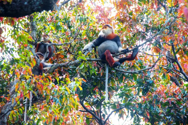 Lên bán đảo Sơn Trà mùa thay lá, ngắm Lên bán đảo Sơn Trà mùa thay lá, ngắm