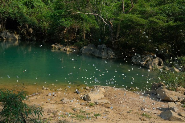 Mê mẩn mùa bướm trắng ở Phong Nha