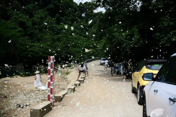 Mê mẩn mùa bướm trắng ở Phong Nha