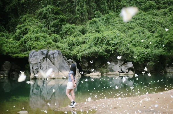 Mê mẩn mùa bướm trắng ở Phong Nha