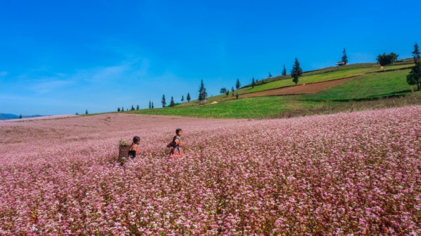 Mùa hoa nhuộm hồng cao nguyên đá Hà Giang