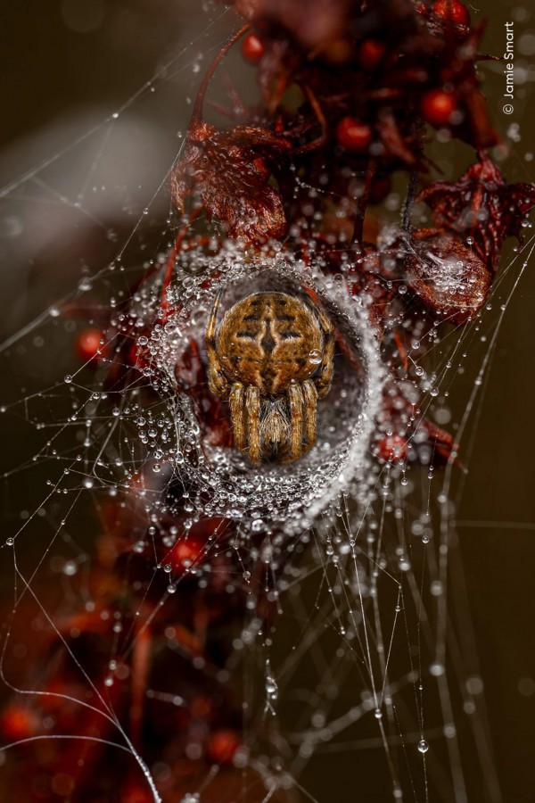 Ngắm những bức ảnh vừa mê hoặc vừa ma quái về động vật hoang dã