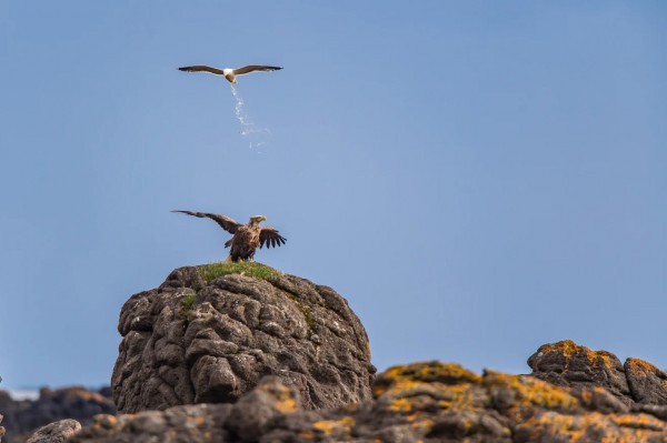 Những hình ảnh gây cười trong giải thưởng quốc tế về động vật hoang dã Những hình ảnh gây cười trong giải thưởng quốc tế về động vật hoang dã