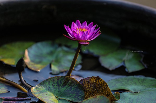 Những 