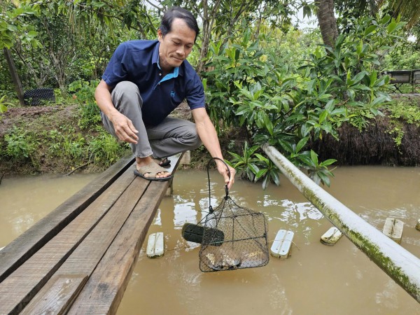 Nuôi ngọc trai ở cù lao để làm du lịch