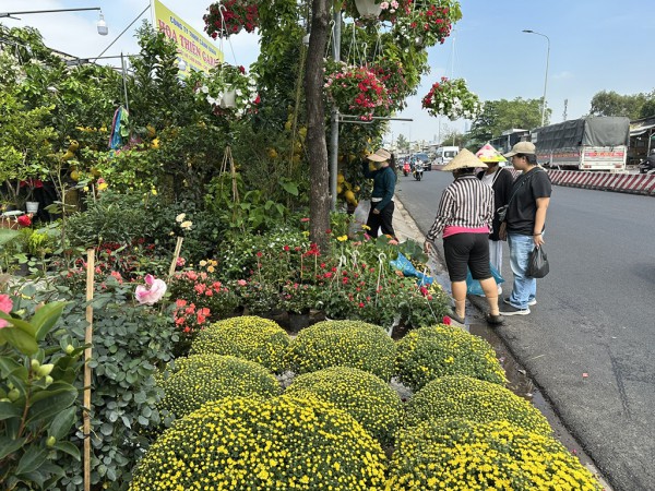 Phố phường TP.HCM rực rỡ sắc xuân