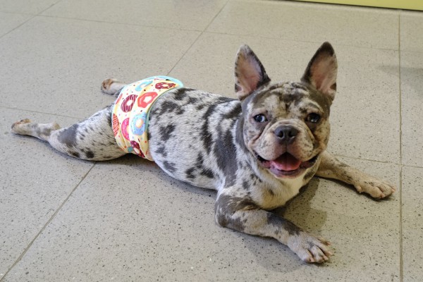 TP.HCM có quán kem độc nhất vô nhị, thiên đường cho người mê cún cưng