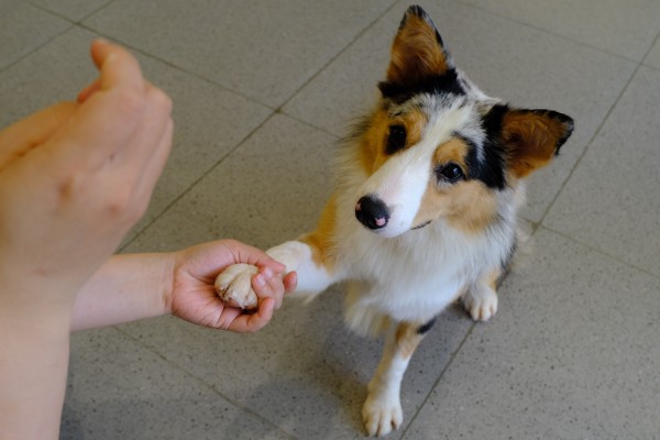 TP.HCM có quán kem độc nhất vô nhị, thiên đường cho người mê cún cưng