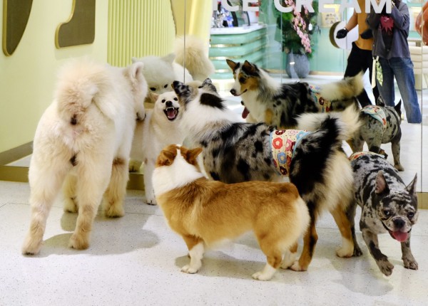 TP.HCM có quán kem độc nhất vô nhị, thiên đường cho người mê cún cưng