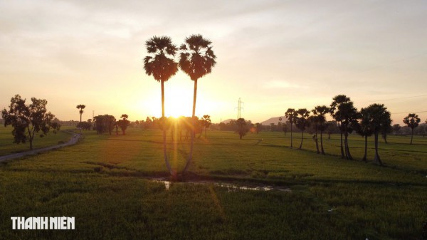 Trên cánh đồng thốt nốt An Giang vào mùa đẹp nhất trong năm