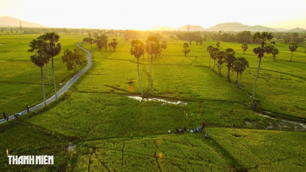 Trên cánh đồng thốt nốt An Giang vào mùa đẹp nhất trong năm