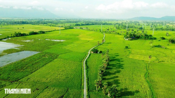 Trên cánh đồng thốt nốt An Giang vào mùa đẹp nhất trong năm
