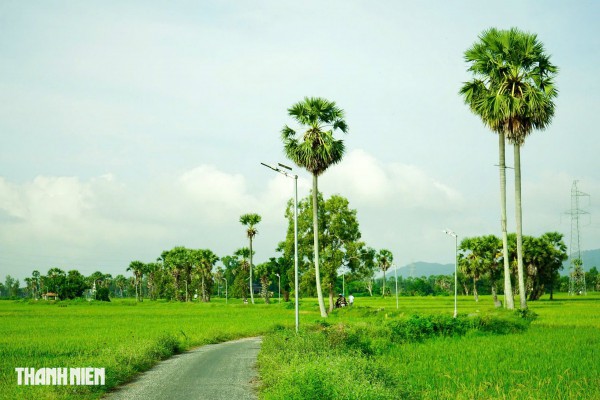 Trên cánh đồng thốt nốt An Giang vào mùa đẹp nhất trong năm