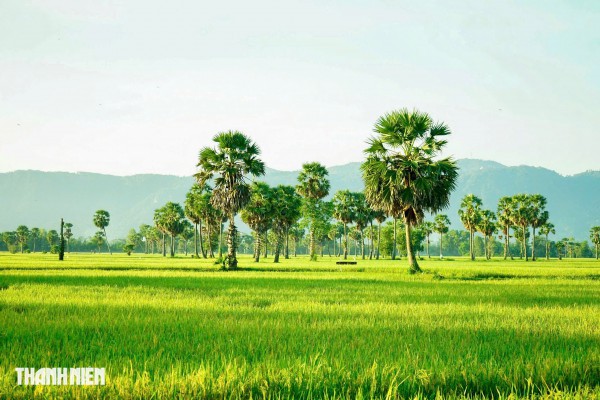 Trên cánh đồng thốt nốt An Giang vào mùa đẹp nhất trong năm