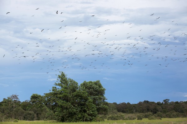 Vắng bóng nhiều năm, hàng ngàn con cò nhạn quý hiếm bay về VQG Lò Gò - Xa Mát