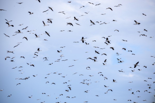 Vắng bóng nhiều năm, hàng ngàn con cò nhạn quý hiếm bay về VQG Lò Gò - Xa Mát