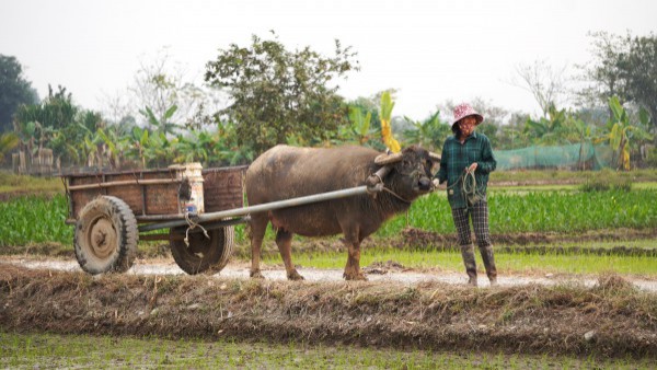 Vẻ đẹp cổ kính của kinh đô nhà Hồ hơn 600 năm tuổi